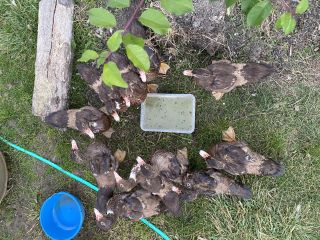 Геомембрана 15000 токенов