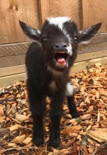 i mayor deseo: ¡comprar una cabra! ??