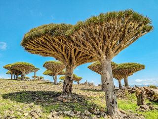 Travel to Socotra