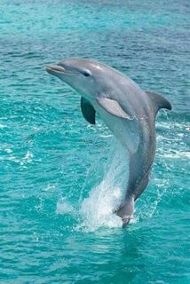 Swim with dolphins
