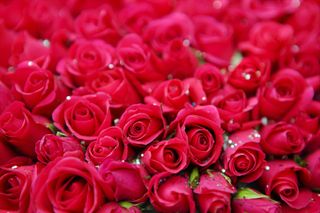 Roses, as many as possible