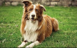 I want a dog