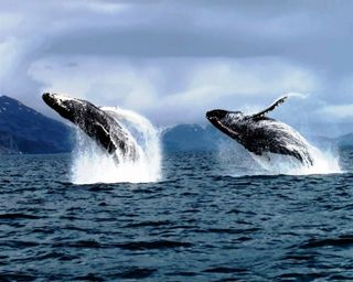 whales
