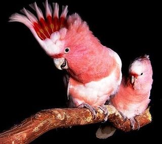 PARROT 