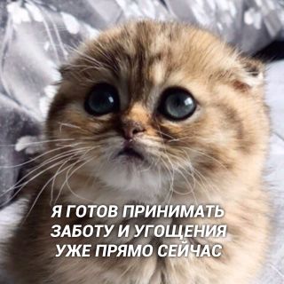 Mi-mi-mi
