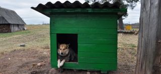 A kennel for homeless animals