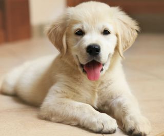 Puppy