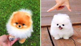 LizBeth23 wish list item 1 thumbnail