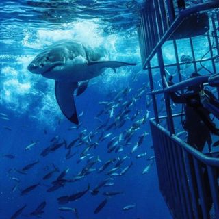 Cage diving