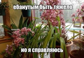 become queen of queens top 1??