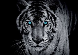 Tiger King
