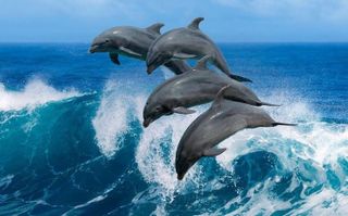 Swimming with dolphins