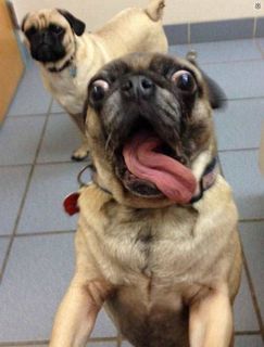 Мопсятник / Pug / 30.000 tkn