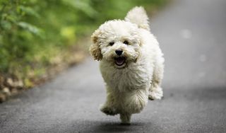 I dream buy dog