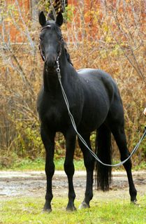 Russian riding horse