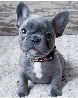 buy a french bulldog