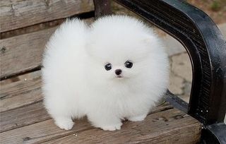 Dasha777777 wish list item 2 thumbnail