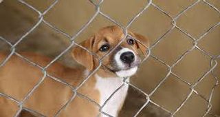 dog shelter