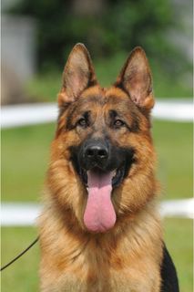 I WANT TO HAVE A GERMAN SHEPHERD DOG FOR MY WHOLE LIFE