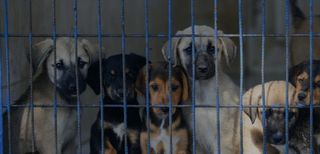 animal shelter