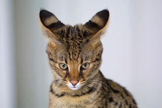 cat :)