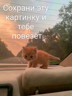 Kitten