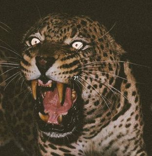 fuckmachine control remoto