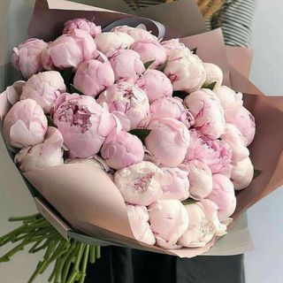 Peonies