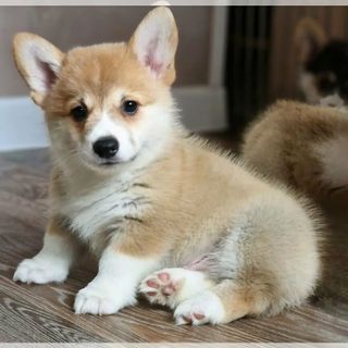 Хочу собочку корги