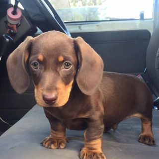 Puppy